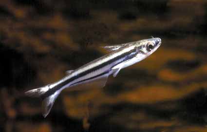 EUTROPIELLUS DEBAUWI